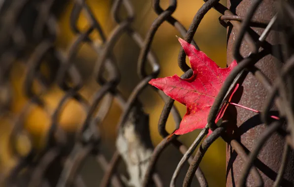 Leaves, background, the fence