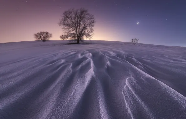 Picture winter, stars, snow, tree, The moon, moon, winter, snow