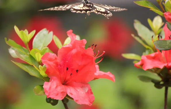 Picture flowers, butterfly, red, in flight