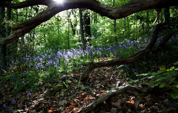 Picture forest, trees, flowers, snag, the rays of the sun, hyacinths