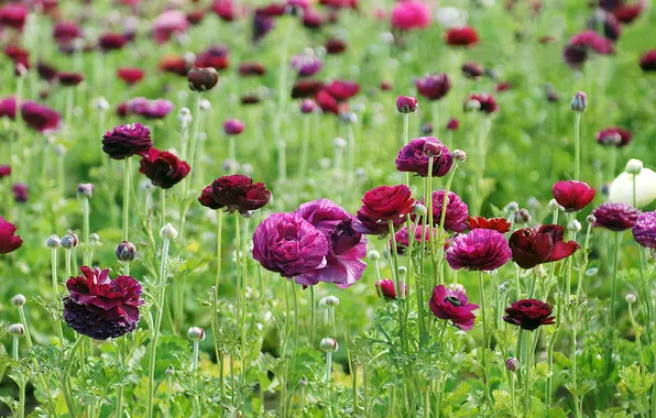 Greens, field, leaves, flowers, nature, blur, lilac, buttercups