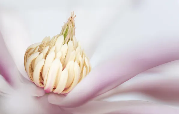 Picture flower, macro, pink, Magnolia