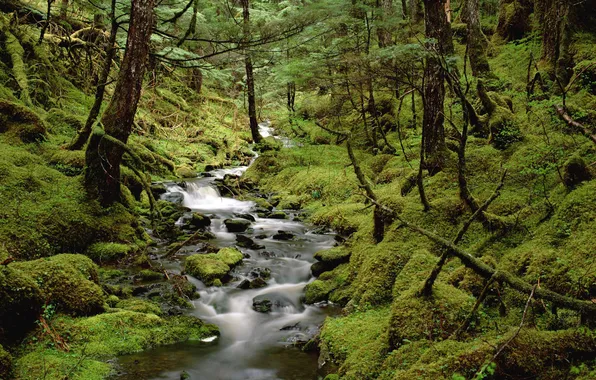 Forest, water, trees, nature