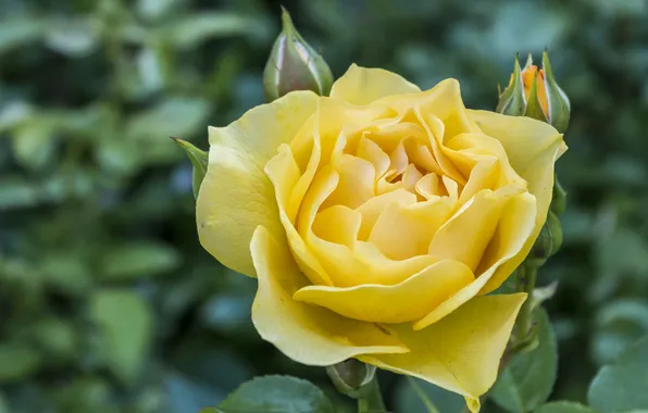 Flower, rose, petals, yellow