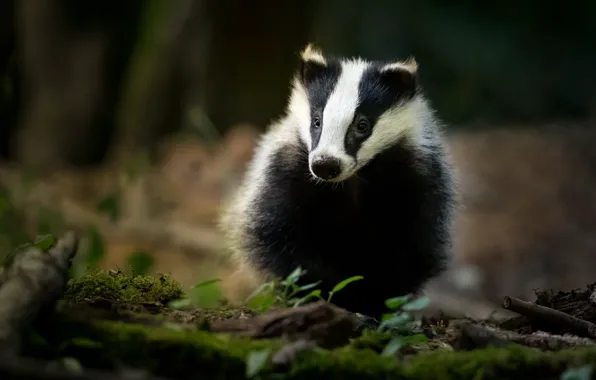 Nature, face, badger