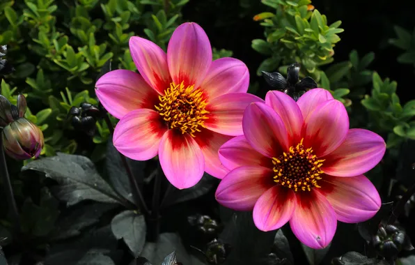 Pink, blooming, dahlia