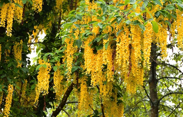 Photo, Flowers, Yellow, Wisteria, Wisteria