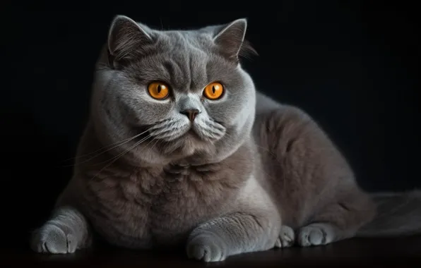 Cat, cat, look, pose, portrait, paws, art, lies