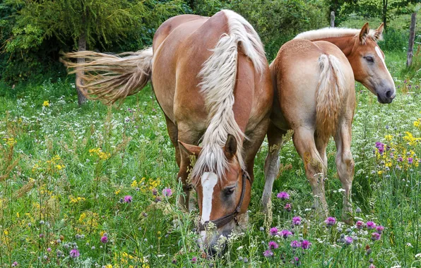 Field, grass, face, flowers, pose, glade, horse, horses