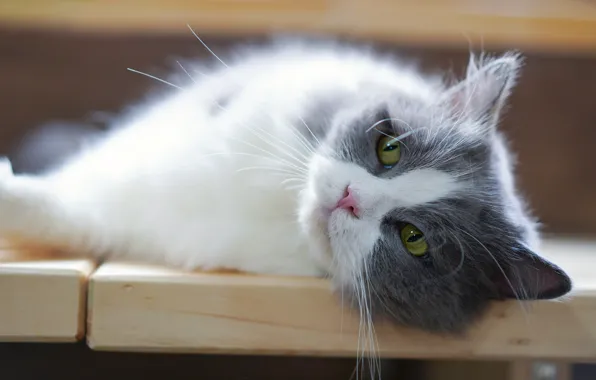 Cat, cat, look, face, kitty, portrait, blur, lies