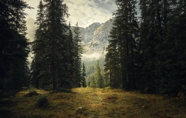 Picture forest, clouds, trees, mountains, fog, rocks, glade, ate