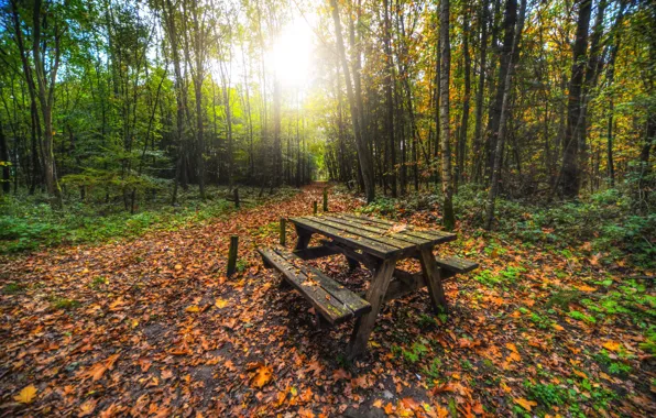 Picture autumn, forest, leaves, the sun, trees, Park, shop, table