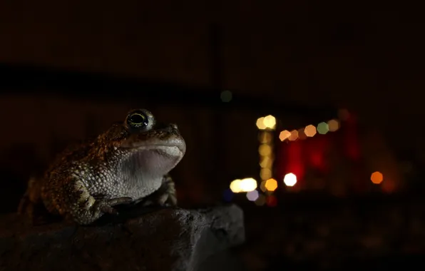 Night, background, frog
