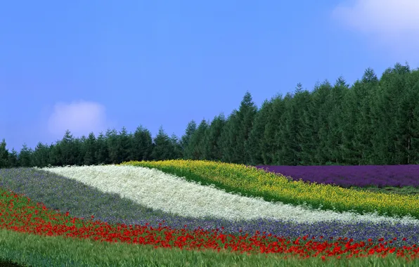Picture the sky, flowers, earth