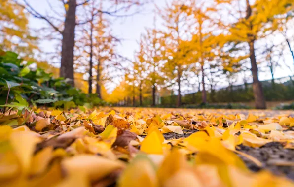 Picture autumn, forest, leaves, trees, Park, colorful, forest, landscape