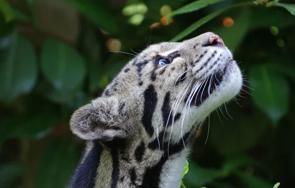 Muzzle, ocelot, looking up