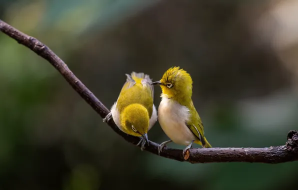 Picture nature, branch, birds, a couple, bokeh, white-eyed, white eye