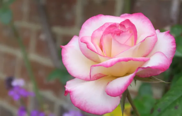 Macro, rose, petals, Bud, bokeh