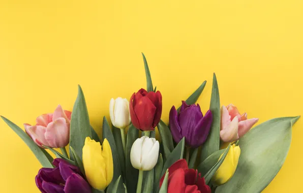 Flowers, colorful, tulips, flowers, beautiful, tulips, spring, multicolored