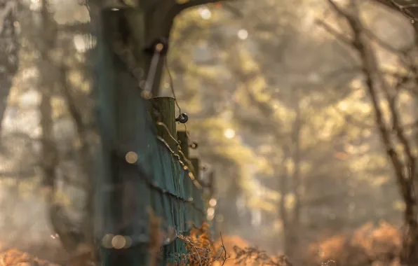 Picture background, street, the fence