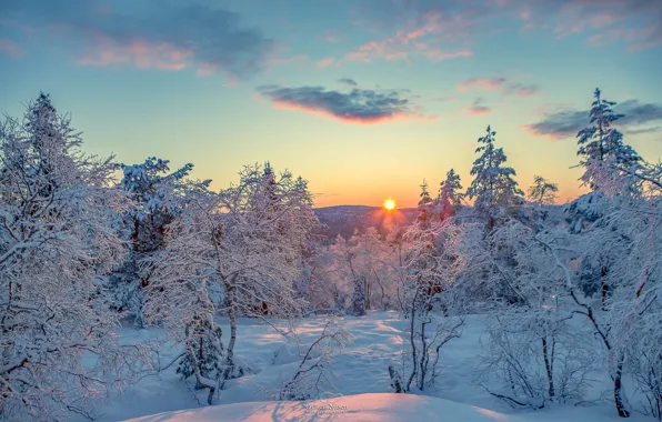Winter, snow, dawn, morning, frost