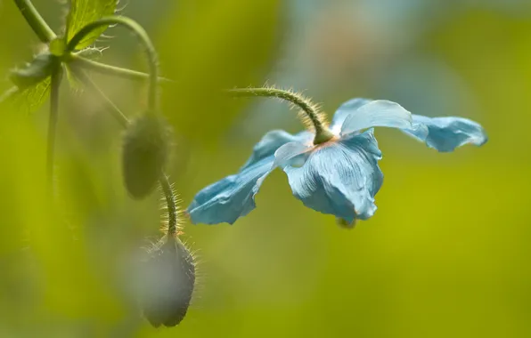 Picture flower, background, blue, Mac, buds