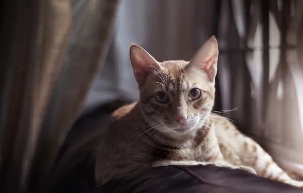 Cat, grey, lies, striped, looks