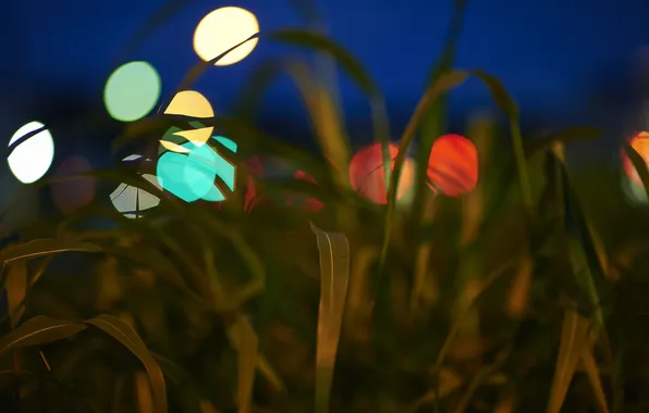 Picture grass, leaves, nature, lights, the evening, Blik