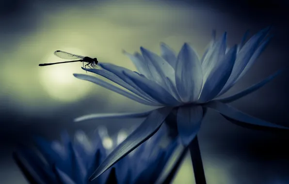 Flowers, dragonfly, insect, water Lily