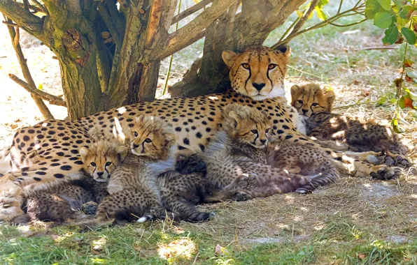 Pose, tree, stay, glade, kittens, Cheetah, kids, mom