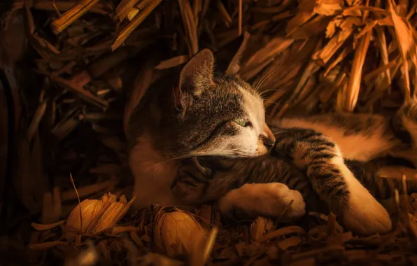 Cat, look, face, cats, kitty, baby, hay, profile