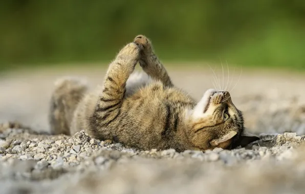 Picture cat, legs, lies