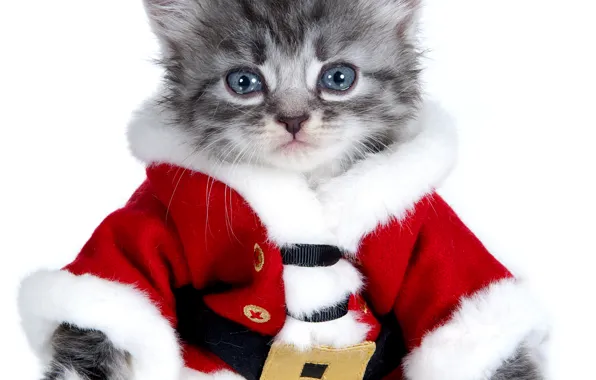 New year, Kitty, costume
