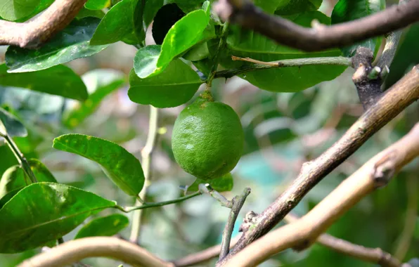 Nature, green, Lemon, Lime