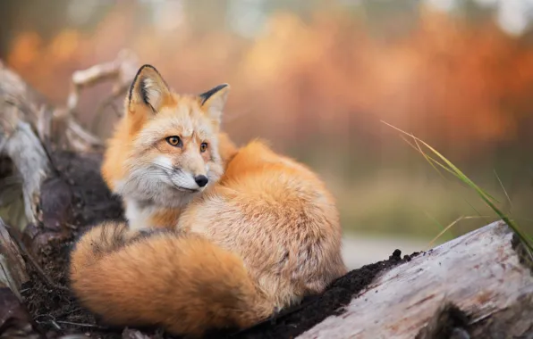 Picture autumn, tree, Fox, Fox, red