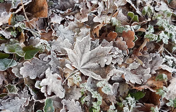 Frost, leaves, nature