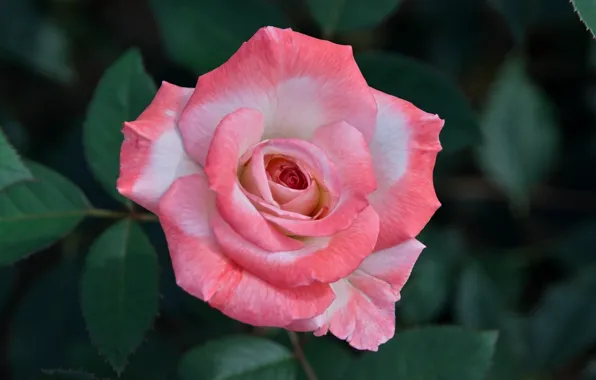 Picture macro, flowers, roses, pink
