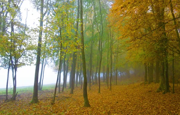 Download wallpaper forest, trees, fog, foliage, Autumn, forest, trees ...