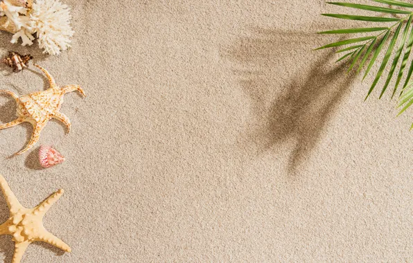 Sand, beach, summer, palm trees, shell, summer, beach, sea