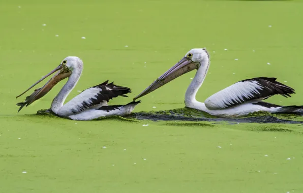 Green, food, lake, fish, fishing, feed, algae, hunting