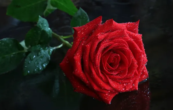 Drops, red, roses, beauty, buds