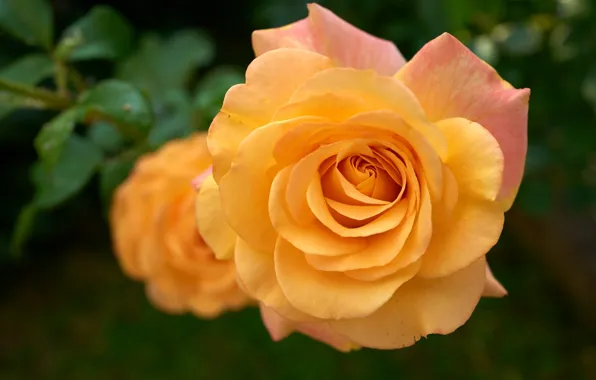 Macro, orange, roses, petals