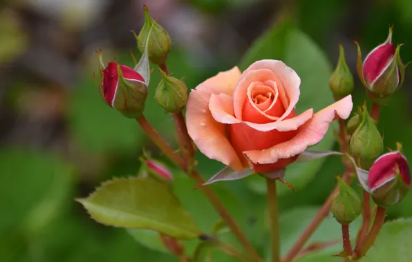 Flower, leaves, stems, pink, rose, orange, garden, buds