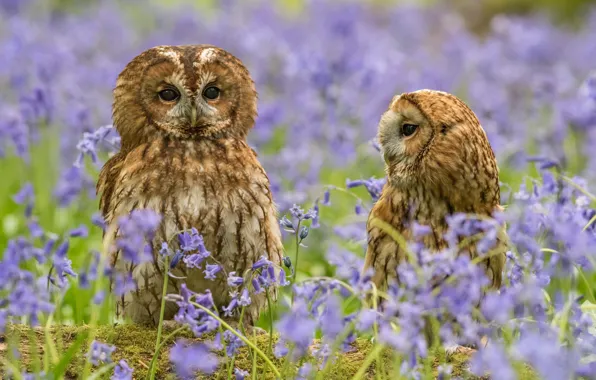 Flowers, nature, pair, owls