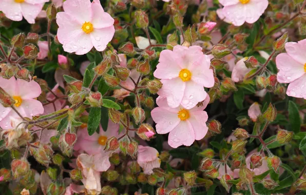 Picture flowers, pink, drops