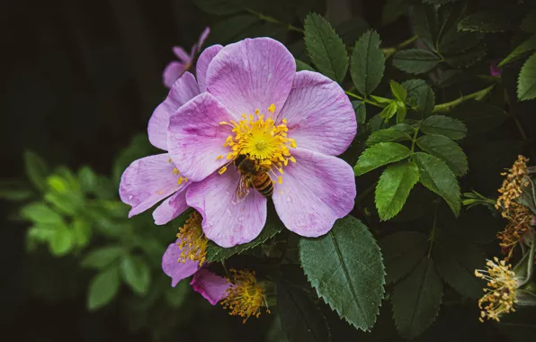 Leaves, flowers, the dark background, bee, Bush, branch, briar, pink