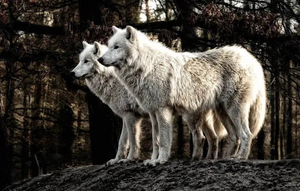 Nature, predator, animal, wolf, wildlife, Canis lupus., portrait., two polar wolves