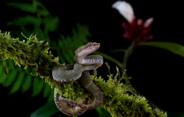 Picture flowers, branches, grey, moss, snake, black background