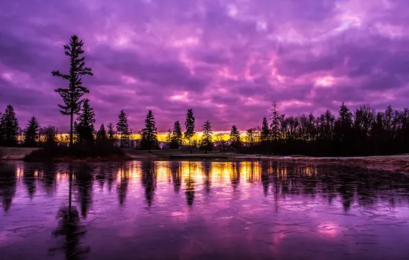 The sky, trees, landscape, sunset