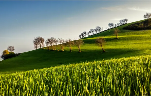 Picture field, the sky, trees, hills